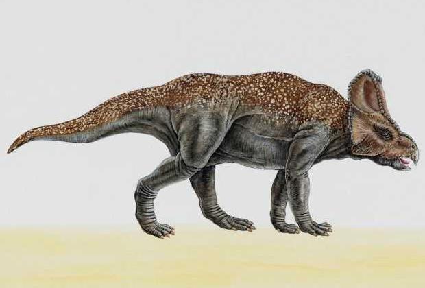 Protoceratops