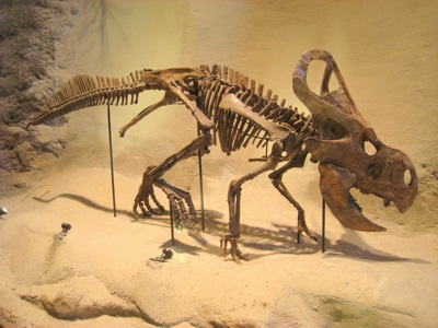 Protoceratops andrewsi Exhibit in the Carnegie Museum of Natural History